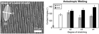 Graphical abstract: Robust anisotropic polymer meshes prepared by stretching and photo-crosslinking of poly(1,2-butadiene) honeycomb films