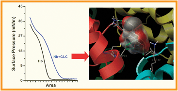 Graphical abstract: Interaction of glucose with hemoglobin: a study in aqueous solution and at the air–water interface using the Langmuir–Blodgett technique