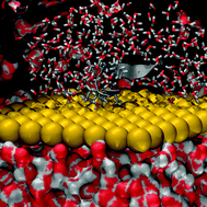 Graphical abstract: Exploring the energy landscape of a molecular engineered analog of a tumor-homing peptide