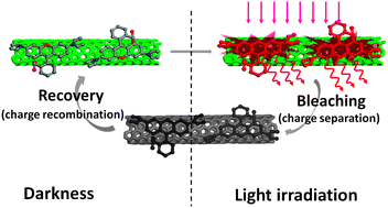 Graphical abstract: Carbon nanotubes as photoprotectors of organic dyes: reversible photoreaction instead of permanent photo-oxidation