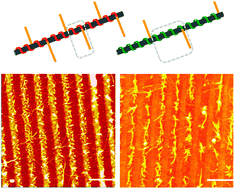 Graphical abstract: DNA mediated assembly of single walled carbon nanotubes: role of DNA linkers and annealing