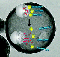 Graphical abstract: Peptide modified mesoporous silica nanocontainers
