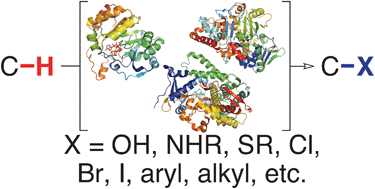 Graphical abstract: Enzymatic functionalization of carbon–hydrogen bonds