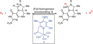 Graphical abstract: Evolution in the understanding of [Fe]-hydrogenase