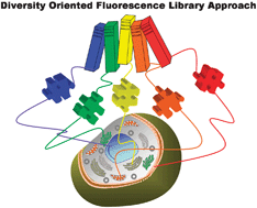 Graphical abstract: Diversity-driven chemical probe development for biomolecules: beyond hypothesis-driven approach