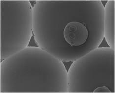 Graphical abstract: Cellular heterogeneity and live cell arrays