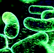 Graphical abstract: Towards engineering O2-tolerance in [Ni–Fe] hydrogenases