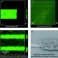 Graphical abstract: Gold line array electrodes increase substrate affinity and current density of electricity-producing G. sulfurreducens biofilms