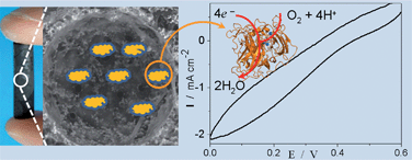 Graphical abstract: Porous mediator-free enzyme carbonaceous electrodes obtained through Integrative Chemistry for biofuel cells