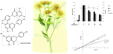 Graphical abstract: Antioxidant, anti-inflammatory and anti-browning activities of hot water extracts of oriental herbal teas