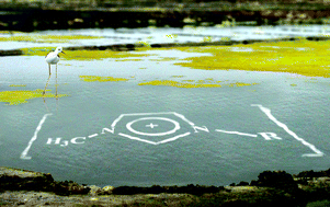 Graphical abstract: Impact of ionic liquids on extreme microbial biotypes from soil