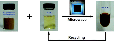 Graphical abstract: Microwave-assisted extraction of lactones from Ligusticum chuanxiong Hort. using protic ionic liquids