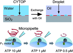 Graphical abstract: A single-molecule enzymatic assay in a directly accessible femtoliter droplet array