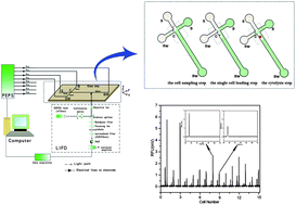 Graphical abstract: Electrokinetic gated injection-based microfluidic system for quantitative analysis of hydrogen peroxide in individual HepG2 cells