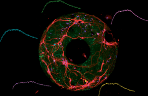 Graphical abstract: Ring-shaped neuronal networks: a platform to study persistent activity