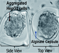 Graphical abstract: Diffusion-mediated in situalginate encapsulation of cell spheroids using microscale concave well and nanoporous membrane