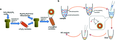 Graphical abstract: Hydrothermal synthesis of α-Fe2O3@SnO2 core–shell nanotubes for highly selective enrichment of phosphopeptides for mass spectrometry analysis