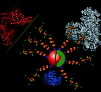 Graphical abstract: Engineering biofunctional magnetic nanoparticles for biotechnological applications