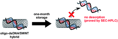 Graphical abstract: Fundamental properties of oligo double-stranded DNA/single-walled carbon nanotube nanobiohybrids