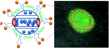 Graphical abstract: Towards multifunctional, targeted drug delivery systems using mesoporous silica nanoparticles – opportunities & challenges