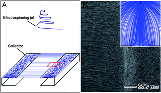 Graphical abstract: “Aligned-to-random” nanofiber scaffolds for mimicking the structure of the tendon-to-bone insertion site