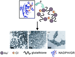 Graphical abstract: Intermediate-dominated controllable biomimetic synthesis of gold nanoparticles in a quasi-biological system