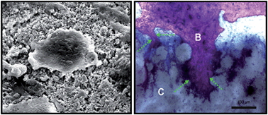 Graphical abstract: Integrated biomimetic carbon nanotube composites for in vivo systems