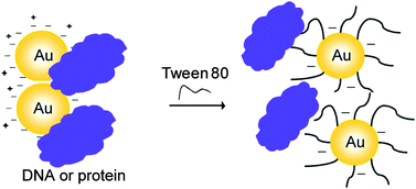 Graphical abstract: Adsorbed Tween 80 is unique in its ability to improve the stability of gold nanoparticles in solutions of biomolecules