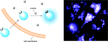 Graphical abstract: Sensing with fluorescent nanoparticles