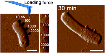 Graphical abstract: Antibacterial action of dispersed single-walled carbon nanotubes on Escherichia coli and Bacillus subtilis investigated by atomic force microscopy