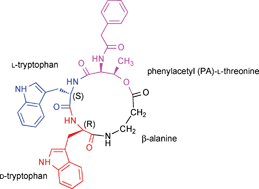 Graphical abstract: Synthesis and assignment of stereochemistry of the antibacterial cyclic peptide xenematide