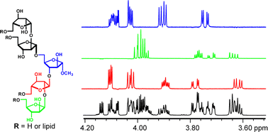 Graphical abstract: Synthesis and NMR spectroscopic analysis of acylated pentasaccharide fragments of mycobacterial arabinogalactan