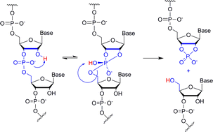 Graphical abstract: Cleavage of RNA phosphodiester bonds by small molecular entities: a mechanistic insight