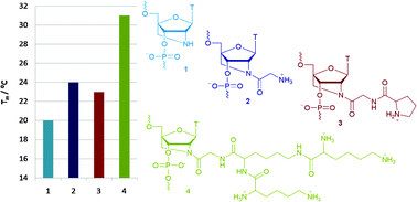 Graphical abstract: Amino acids attached to 2′-amino-LNA: synthesis and excellent duplex stability