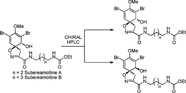Graphical abstract: Total syntheses of subereamollines A and B