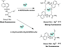 Graphical abstract: A methionine-based turn-on chemical sensor for selectively monitoring Hg2+ ions in 100% aqueous solution