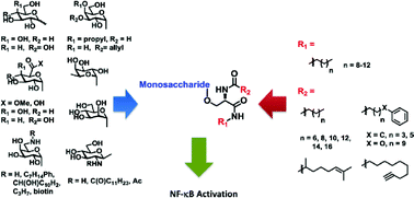Graphical abstract: Synthesis of serine-based glycolipids as potential TLR4 activators