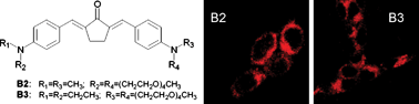 Graphical abstract: Polyethylene glycol-functionalized benzylidene cyclopentanone dyes for two-photon excited photodynamic therapy