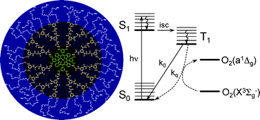 Graphical abstract: Evaluation of phototoxicity of dendritic porphyrin-based phosphorescent oxygen probes: an in vitro study