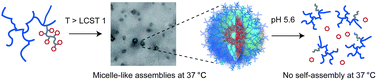 Graphical abstract: ‘Isothermal’ phase transitions and supramolecular architecture changes in thermoresponsive polymers via acid-labile side-chains