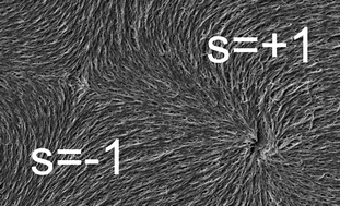 Graphical abstract: Recent developments in polymer stabilised liquid crystals