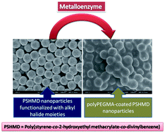 Graphical abstract: Metalloenzymatic radical polymerization using alkyl halides as initiators