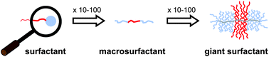 Graphical abstract: Synthesis and self-assembly of amphiphilic semi-brush and dual brush block copolymers in solution and on surfaces