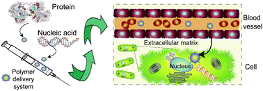 Graphical abstract: Synthetic polymers for biopharmaceutical delivery
