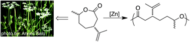Graphical abstract: Functional biorenewable polyesters from carvone-derived lactones