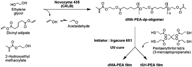 Graphical abstract: One-pot enzymatic polycondensation to telechelic methacrylate-functional oligoesters used for film formation