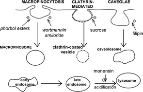 Graphical abstract: Definition of the uptake mechanism and sub-cellular localisation profile of emissive lanthanide complexes as cellular optical probes