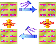 Graphical abstract: Controlled rotary motion of light-driven molecular motors assembled on a gold film