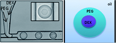 Graphical abstract: Rapid cell extraction in aqueous two-phase microdroplet systems