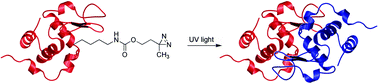 Graphical abstract: Genetically encoding an aliphatic diazirine for protein photocrosslinking